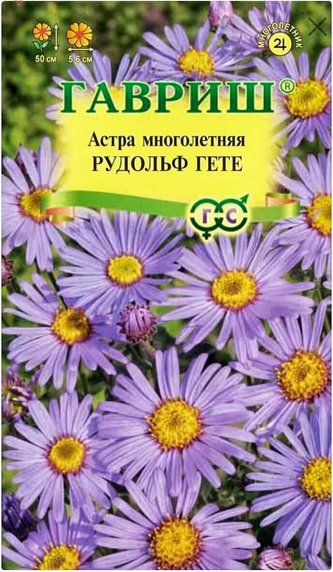 Астра итальянская Рудольф Гете 1 пакет семена 005 гр Гавриш многолетняя