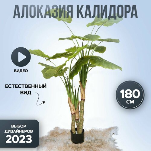 Растение искусственное декоративное Алоказия Калидора