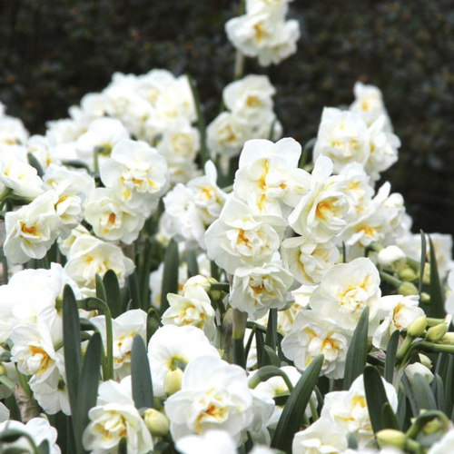 Луковицы Нарцисса THE BRIDE 3 шт 387₽