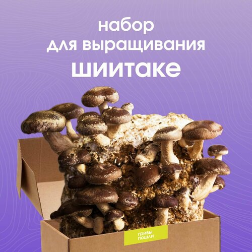 Набор для выращивания грибов Шиитаке