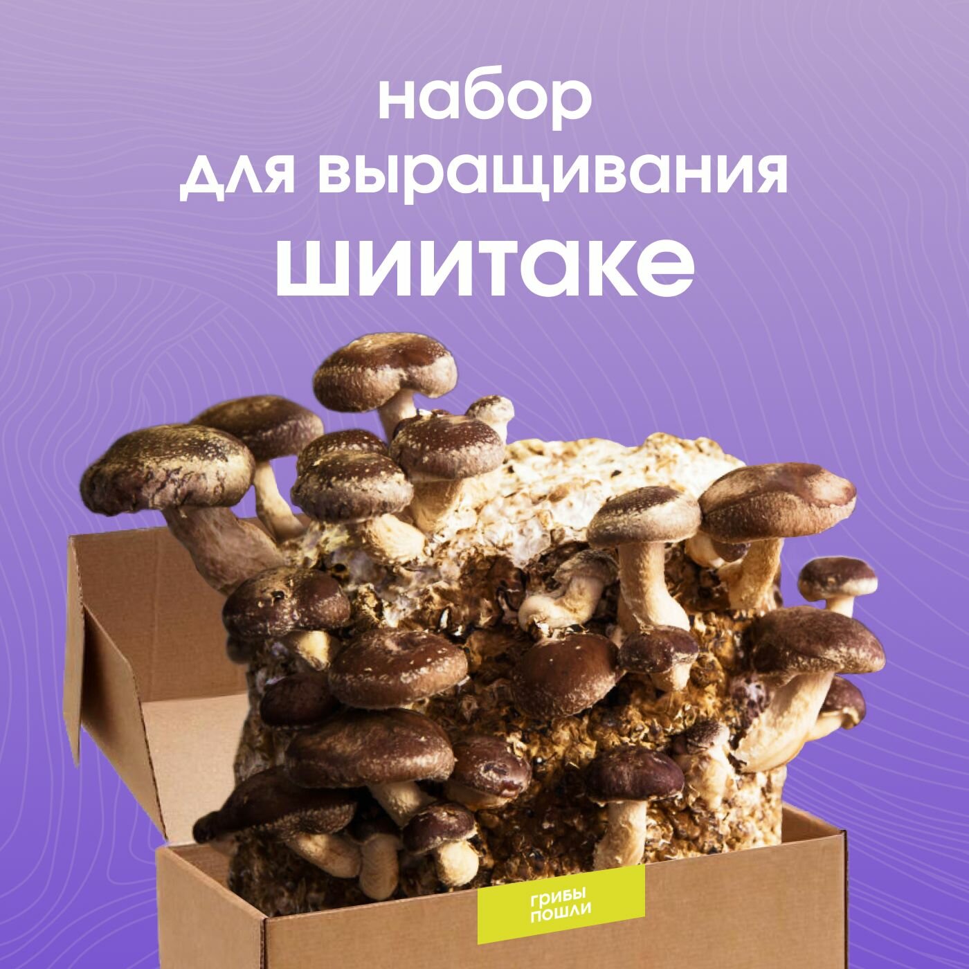 Набор для выращивания грибов Шиитаке