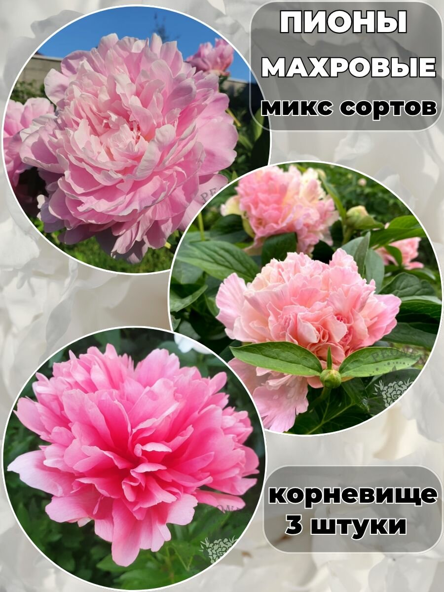 Пионы махровые, многолетние цветы, для вертикального озеленения, микс сортов, 3 штуки