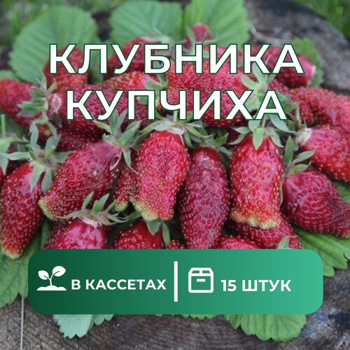 Земклубника "Купчиха" 15 штук саженцев