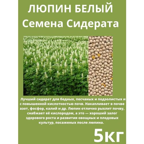 Семена Сидерата Люпин белый 5 кг