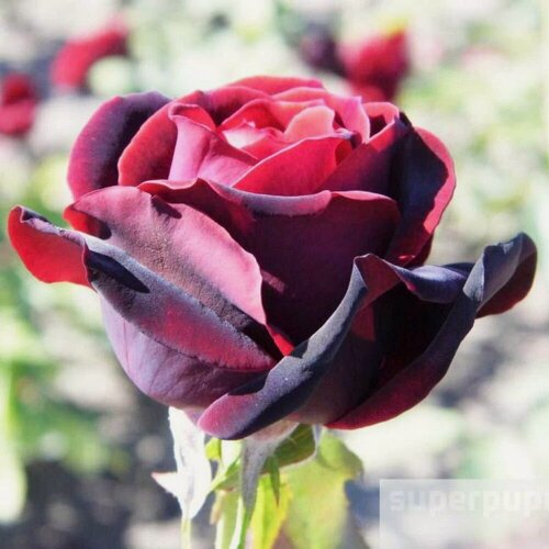 Изображение товара Роза чайно-гибридная "Норита" / роза чайно-гибридная, морозостойкая