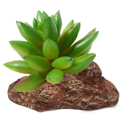 Растение Толстянка, 95x70x90мм, 2 шт.