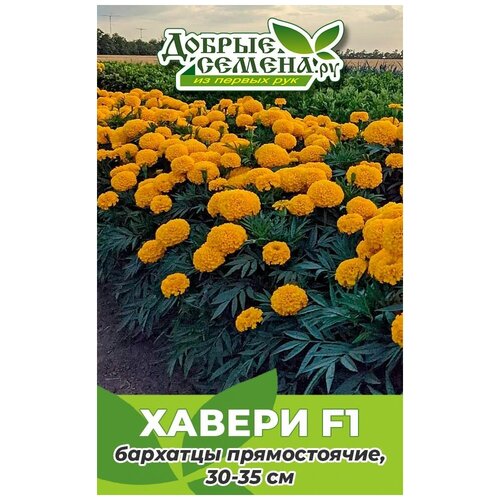 Семена бархатцев Хавери F1 - 250 шт - Добрые Семена.ру