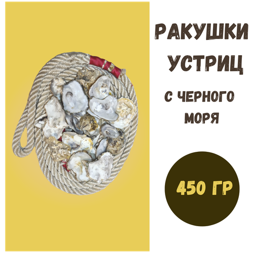 Морские ракушки устричные для флорариума, поделок, рукоделия, декор аквариума