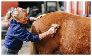 Сертификат в подарочной упаковке Экскурсия в мир лошадей и мастер-класс для 1 взрослого и 2 детей (Московская область)