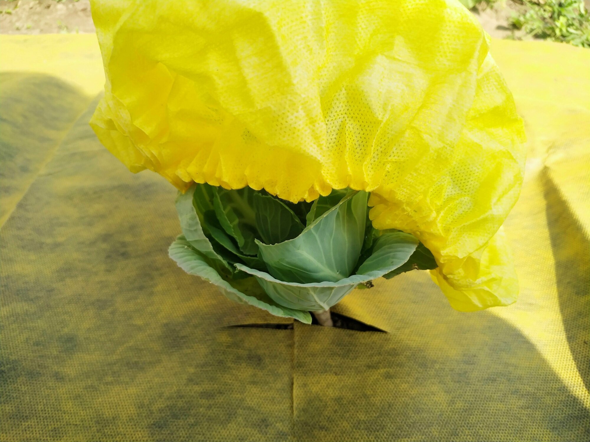 Шапочка для капусты, защита от вредителей, укрывной материал для огорода, 20шт - фотография № 2