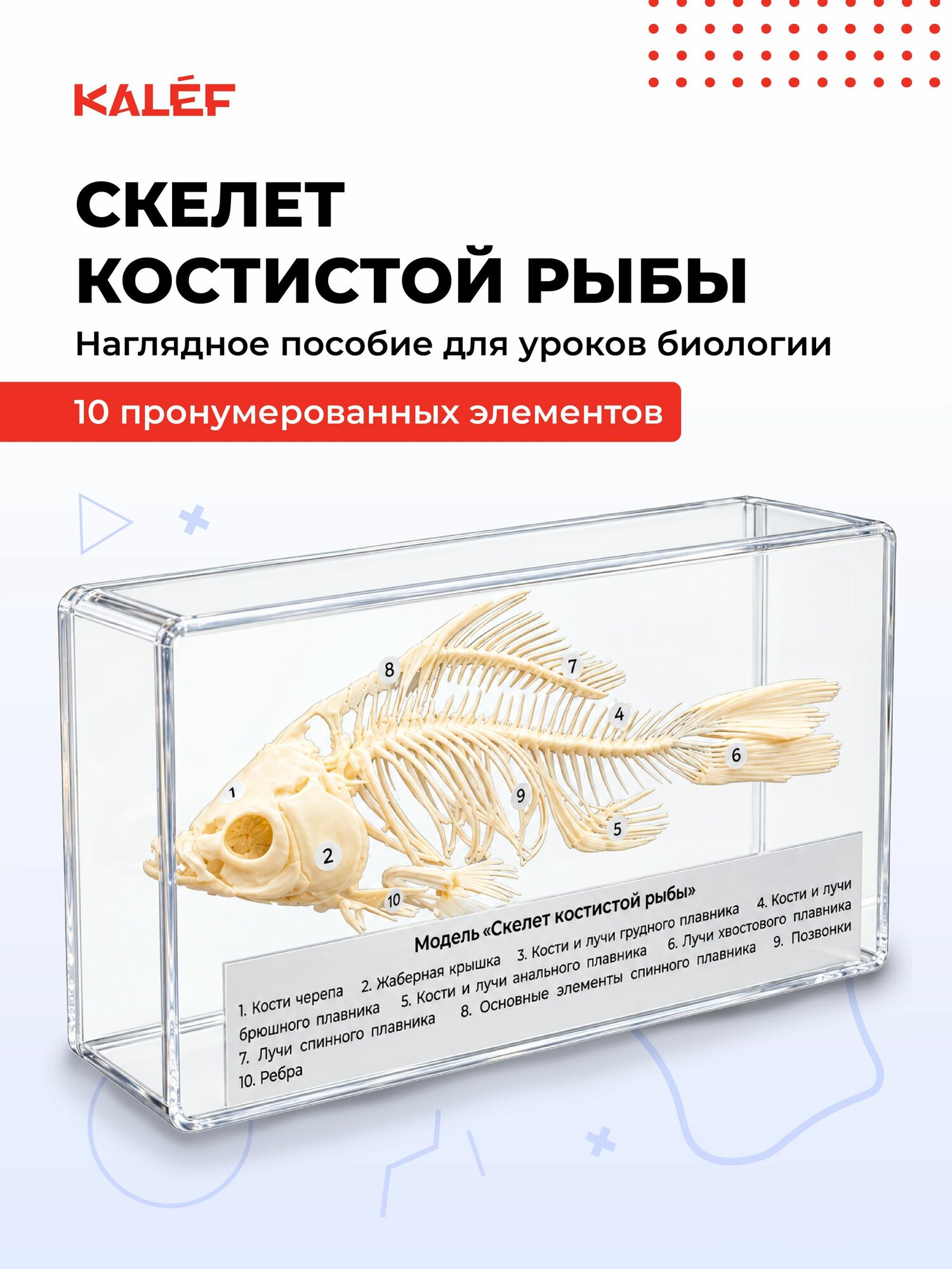 Модель Скелет костистой рыбы