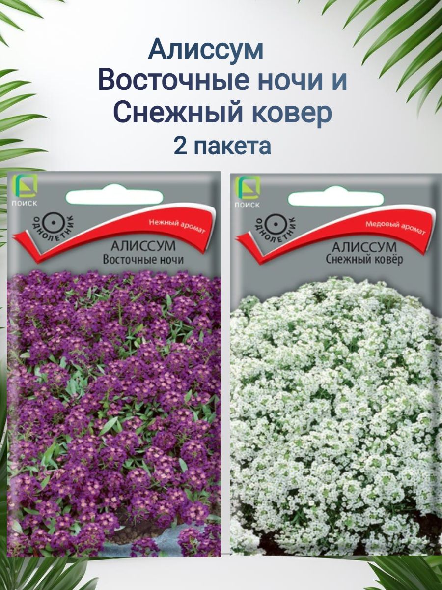 Алиссум Восточные ночи и Снежный ковер 2 пакета семян