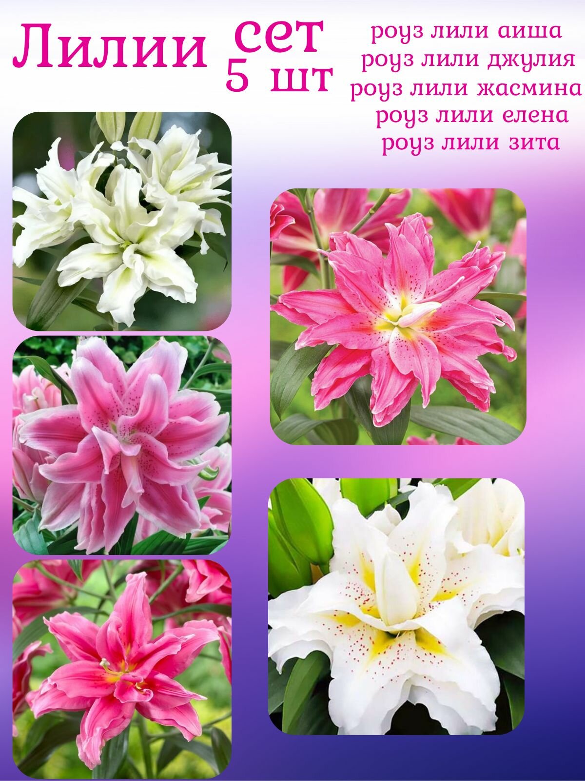 Лилия луковицы, многолетние цветы для посадки, СЕТ 5 штук