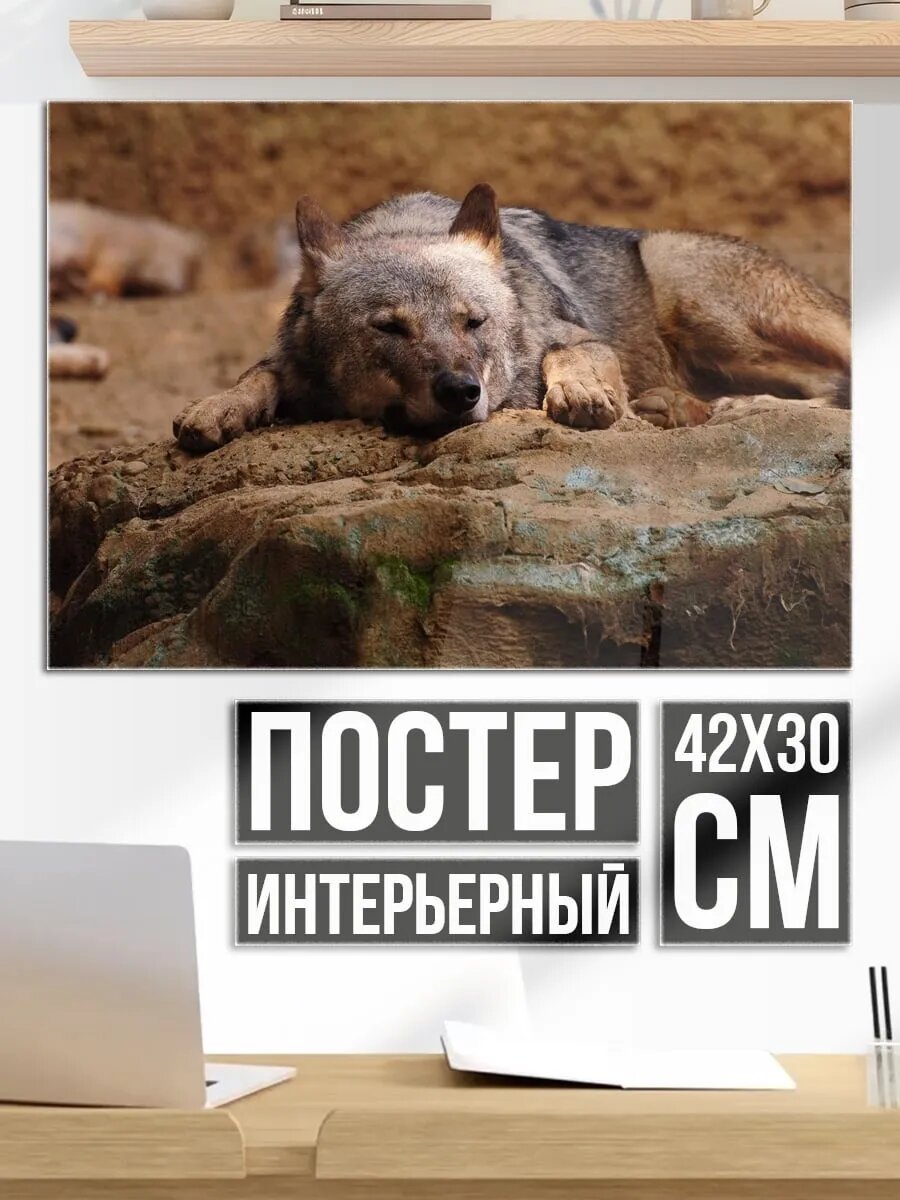 Плакат постер Лежащий волк