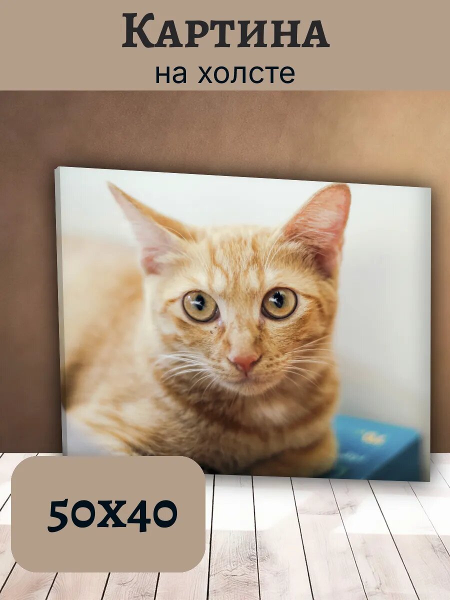 Картина Кот Кошка Cat 40x50 портрет рыжего котенка
