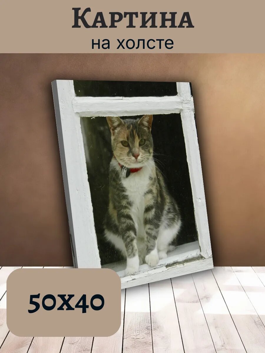 Картина Постер Кот Кошка Cat 40x50 трехцветная
