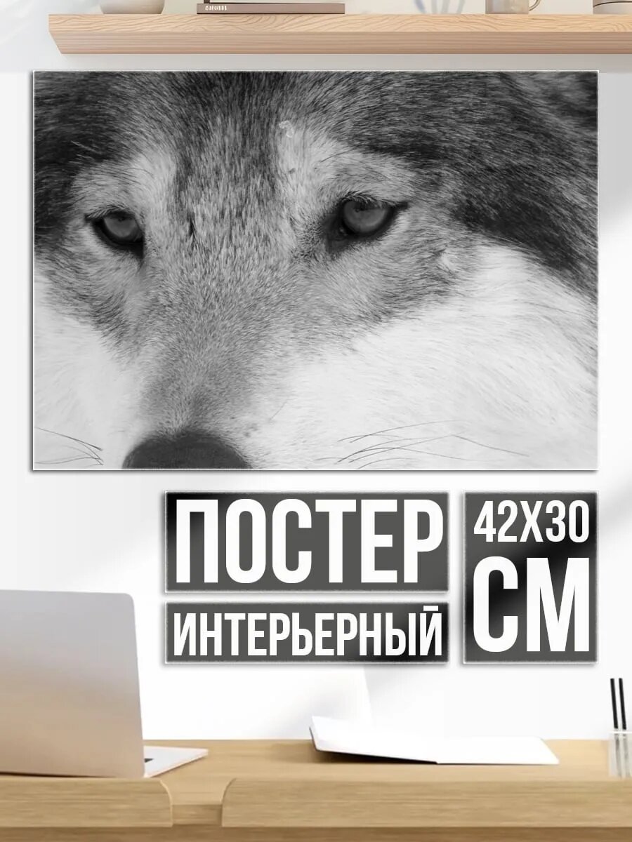 Плакат постер Портрет волка