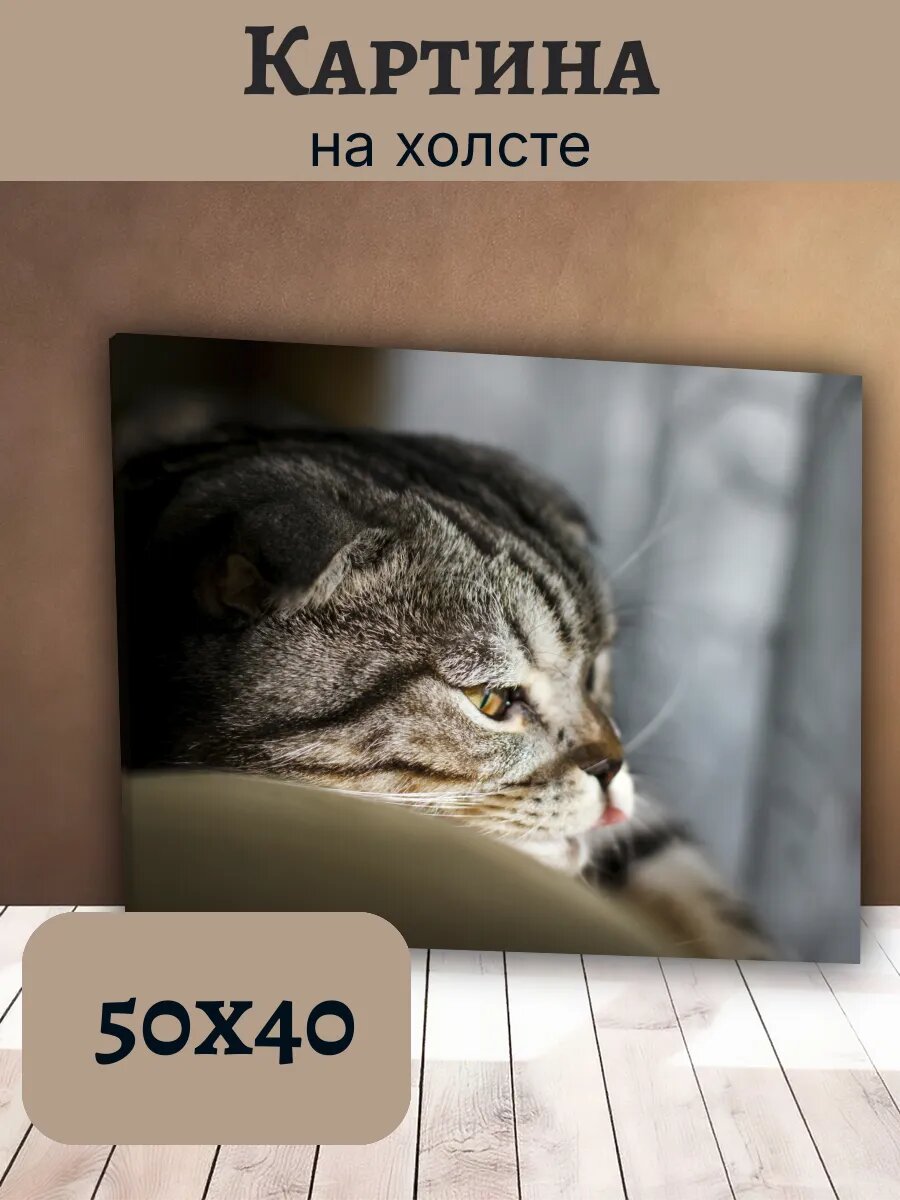 Картина Постер Кот Кошка Cat 40x50 полосатый Табби