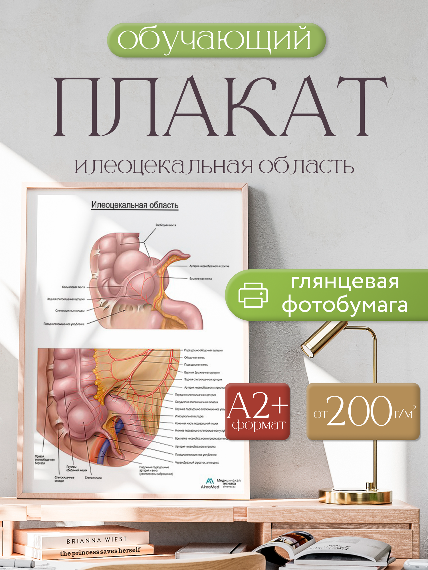 Обучающий плакат "Подвздошно-слепокишечная область", размер А2+, глянцевая фотобумага от 200г/м2