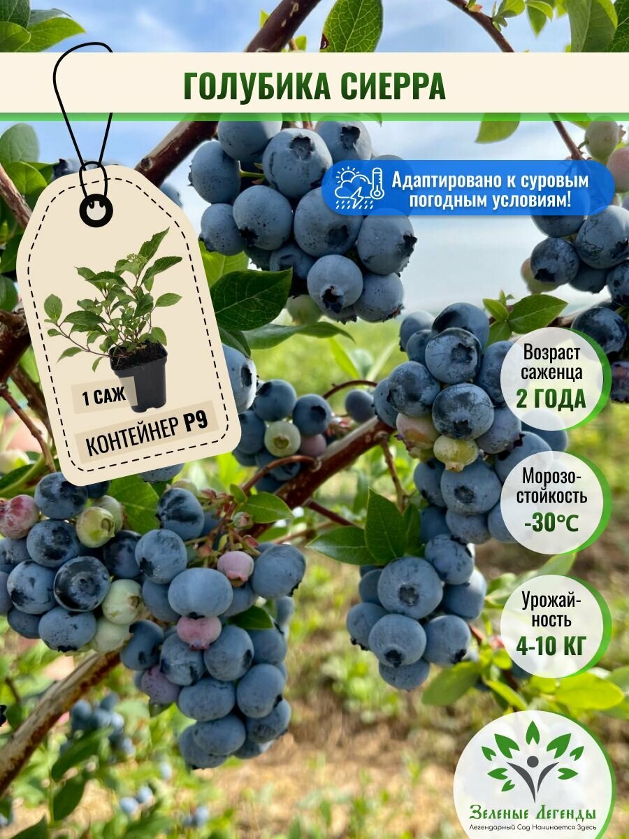 Голубика саженцы морозостойкие Сиерра