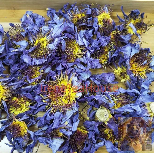 Нимфея голубая Nymphaea caerulea Lan Lian Hua