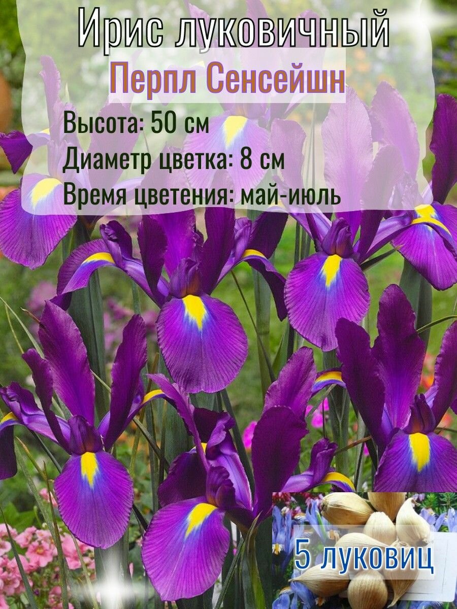 Ирис луковичный, многолетний 5 штук