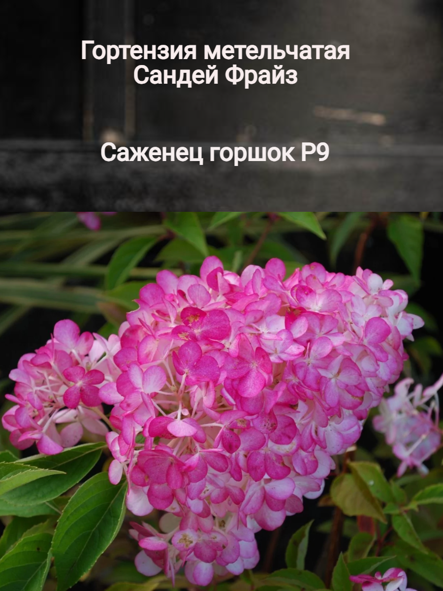 "Сандей Фрайз" - гортензия...