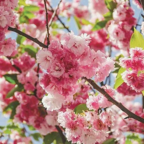 Изображение товара Вишня декоративная "Пинк Перфекшн", многолетняя, розовая, 40 см, сакура