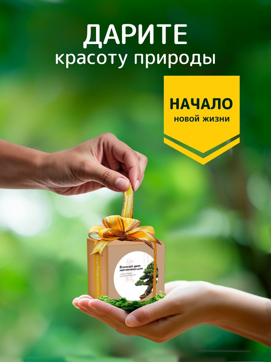 Набор для выращивания растений "Бонсай для начинающих. Кедр" — фото 1