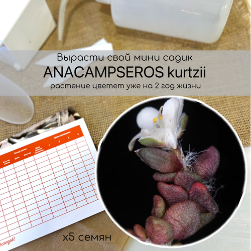 Семена Anacampseros kurtzii от Бюро семян суккулентов. Анакампсерос Курци всегда хорошо смотрится и остаётся компактным.