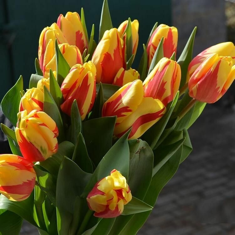 Луковичные цветы Тюльпан Holland Queen 5 шт многолетнее луковичное растение - фотография № 8