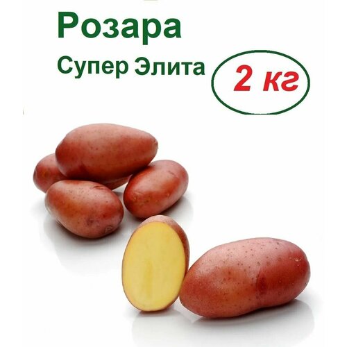 Семенной картофель Розара, 2 кг, селекционный, репродукция Супер Элита, ранний срок созревания, высокая урожайность, устойчивость к болезням, приятный вкус