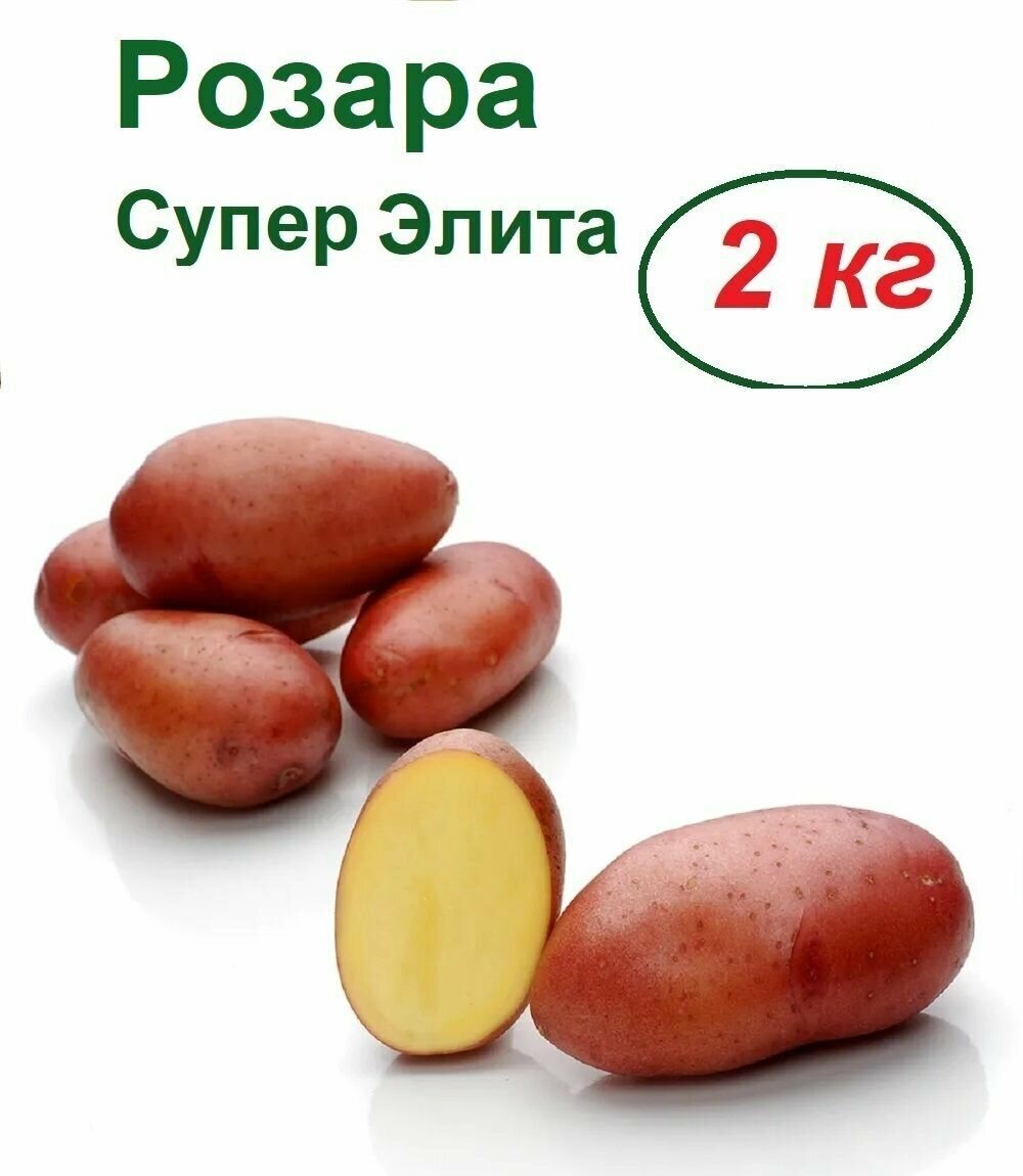 Семенной картофель Розара, 2 кг, селекционный, репродукция Супер Элита, ранний срок созревания, высокая урожайность, устойчивость к болезням, приятный вкус