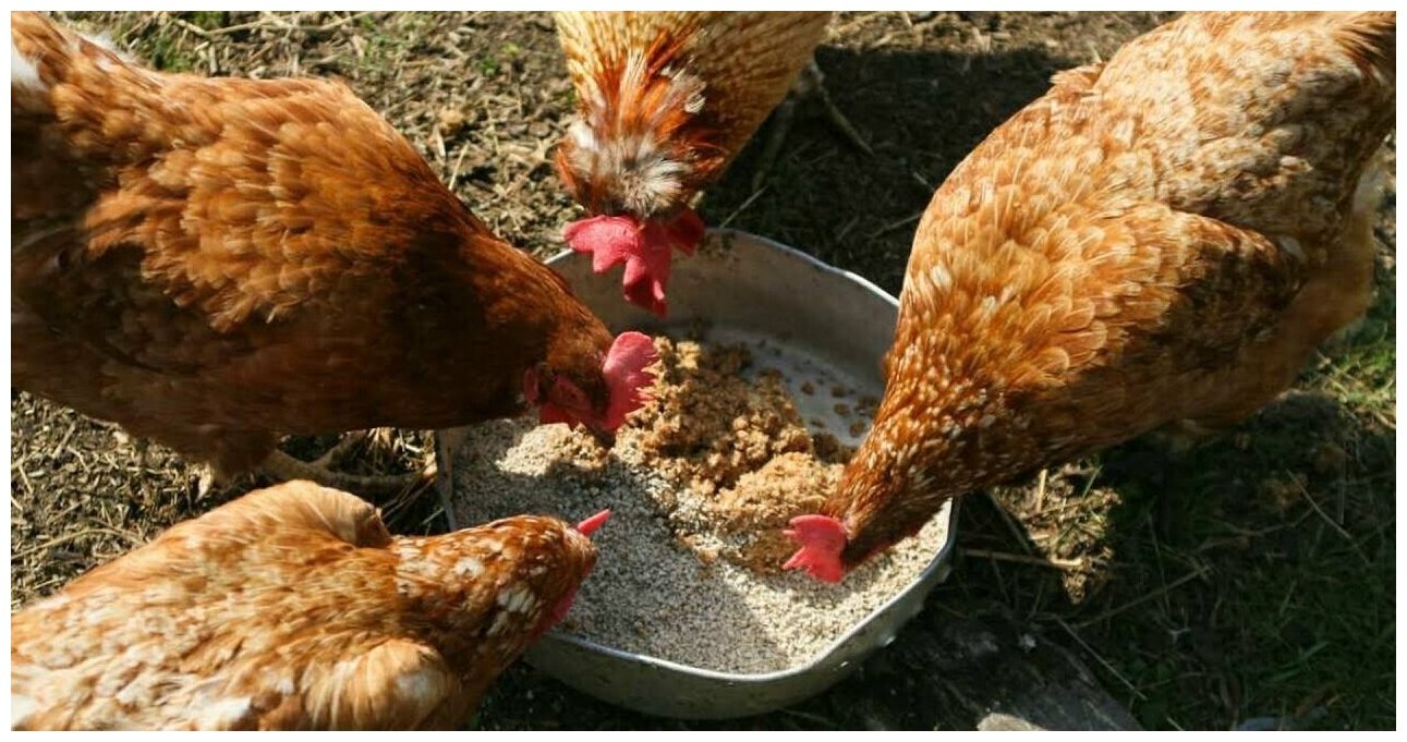 Минеральная кормовая добавка Премикс "Ракушка морская" 1 кг для улучшения качества яиц сельскохозяйственных птиц