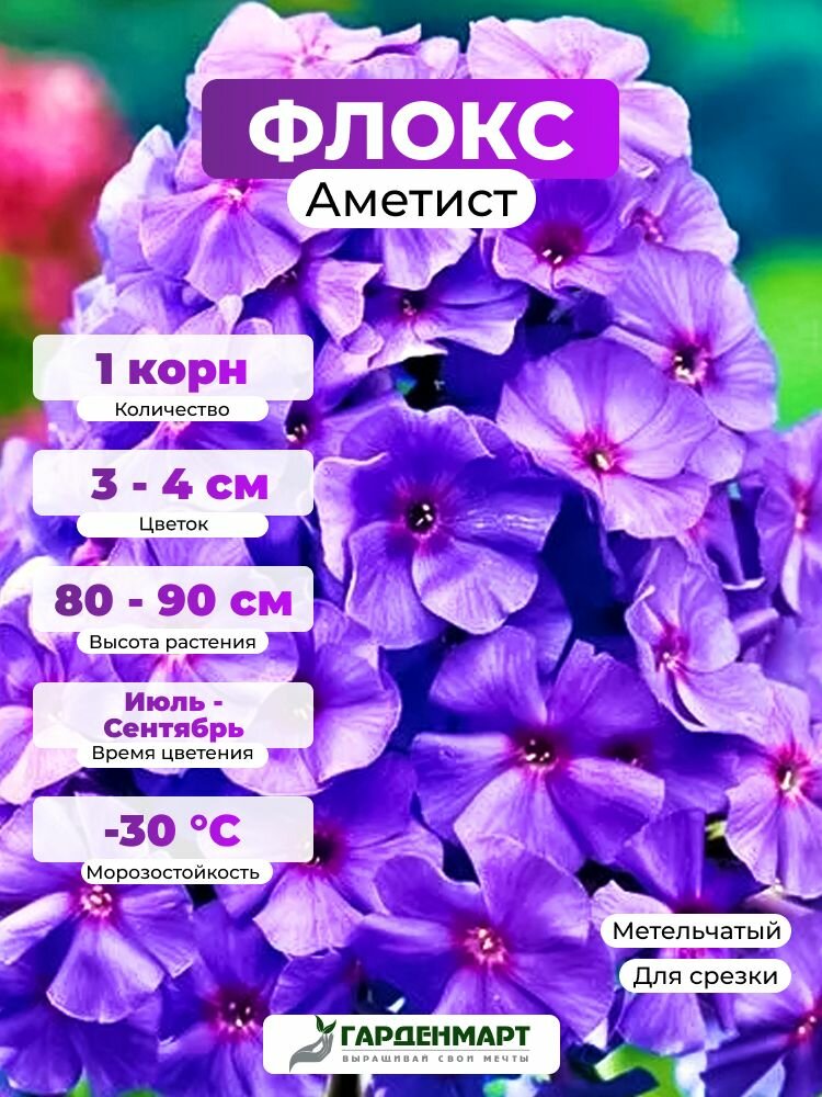 Флокс метельчатый Аметист, 1 корн