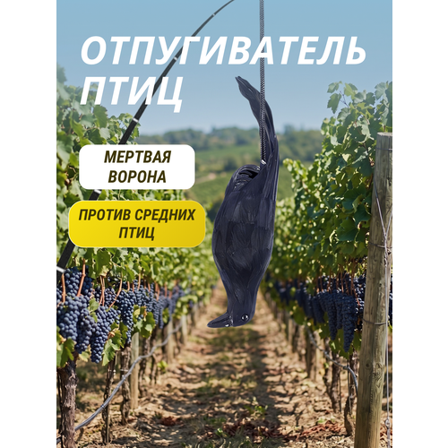 фото Отпугиватель птиц чучело мертвая ворона коршун