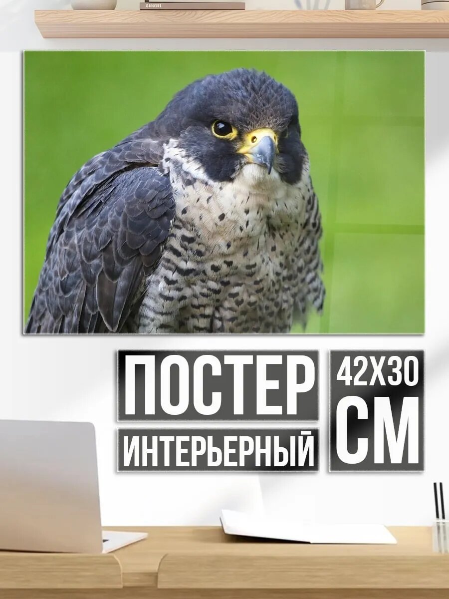 Плакат постер Сокол в природе