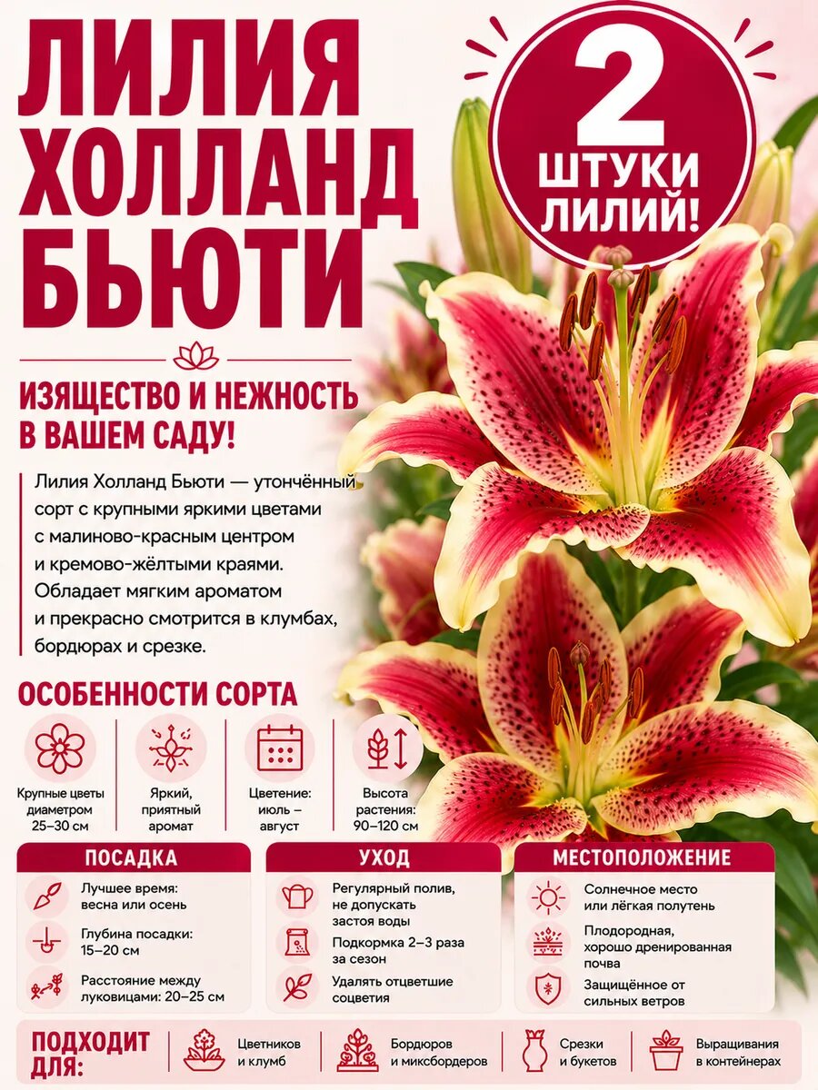 Луковицы лилии Холланд Бьюти многолетние