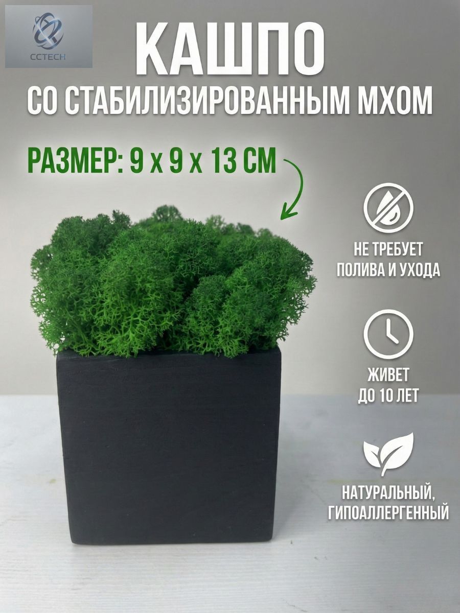Стабилизированный мох в горшке кашпо черное