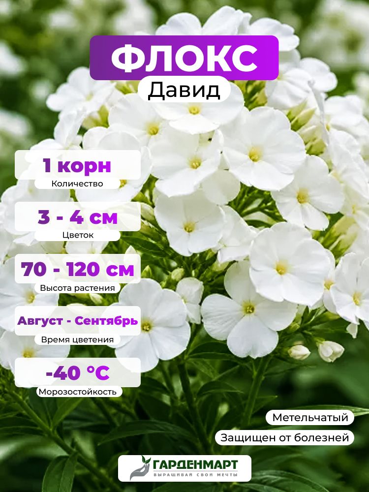 Флокс метельчатый Давид, 1 корн