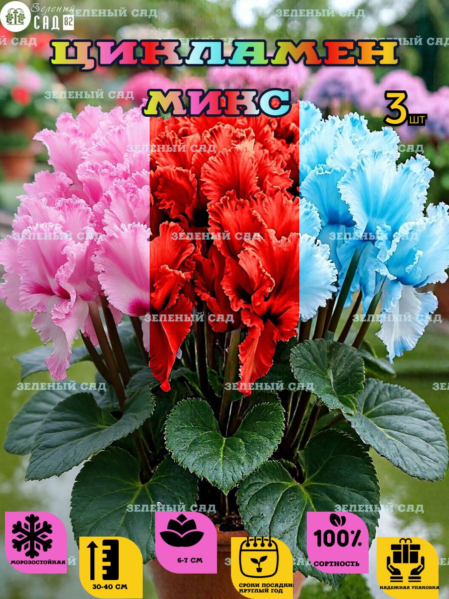 Цикламен клубни для посадки микс 3 шт