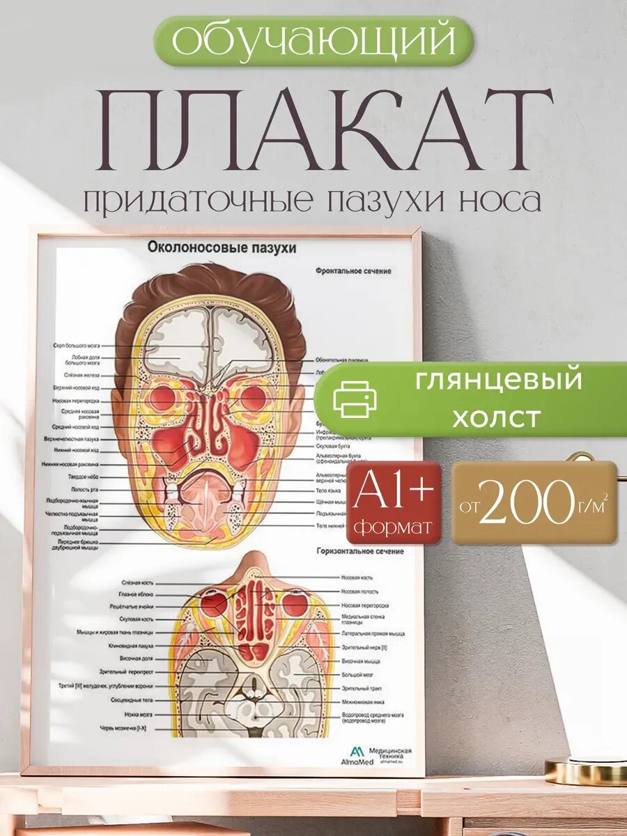 Обучающий плакат "Придаточные пазухи носа", размер А1+, глянцевый холст от 200г/м2