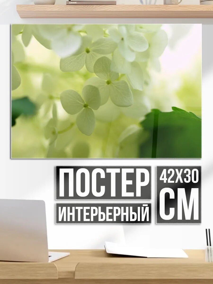 Плакат постер Белые цветы крупным планом