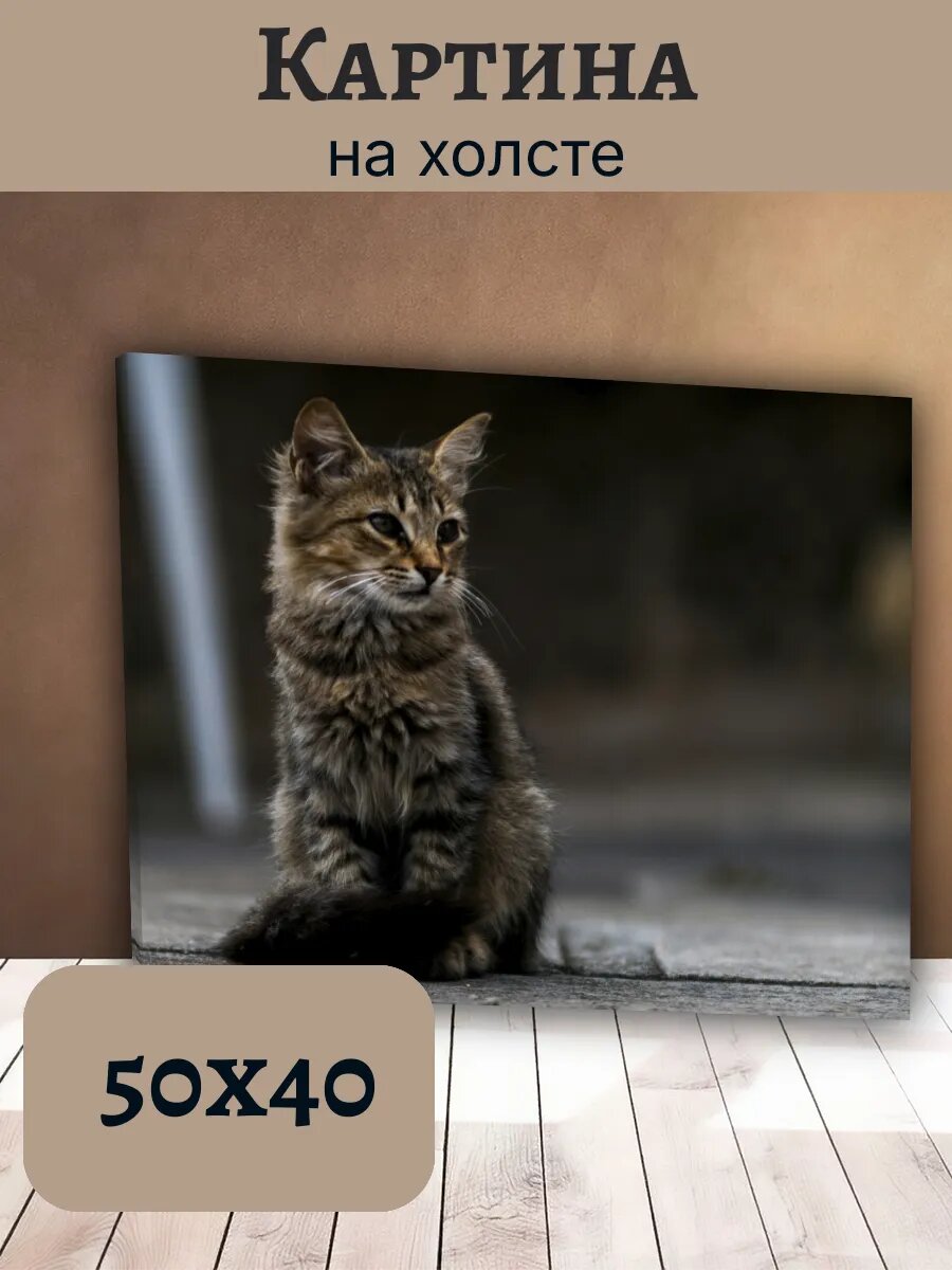 Картина Постер Кот Кошка Cat 40x50 полосатый Пушистый