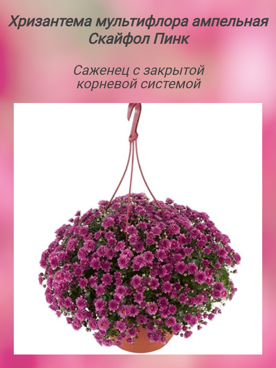 Хризантема мультифлора ампельная Скайфол Пинк (растение с ЗКС в горшке) 1 шт.