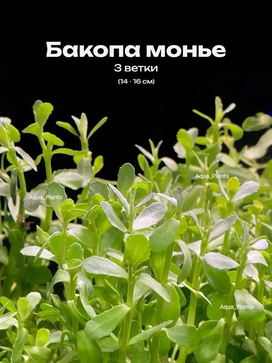 Бакопа Монье, Живое аквариумное растение высота 6 см, 3 ветки