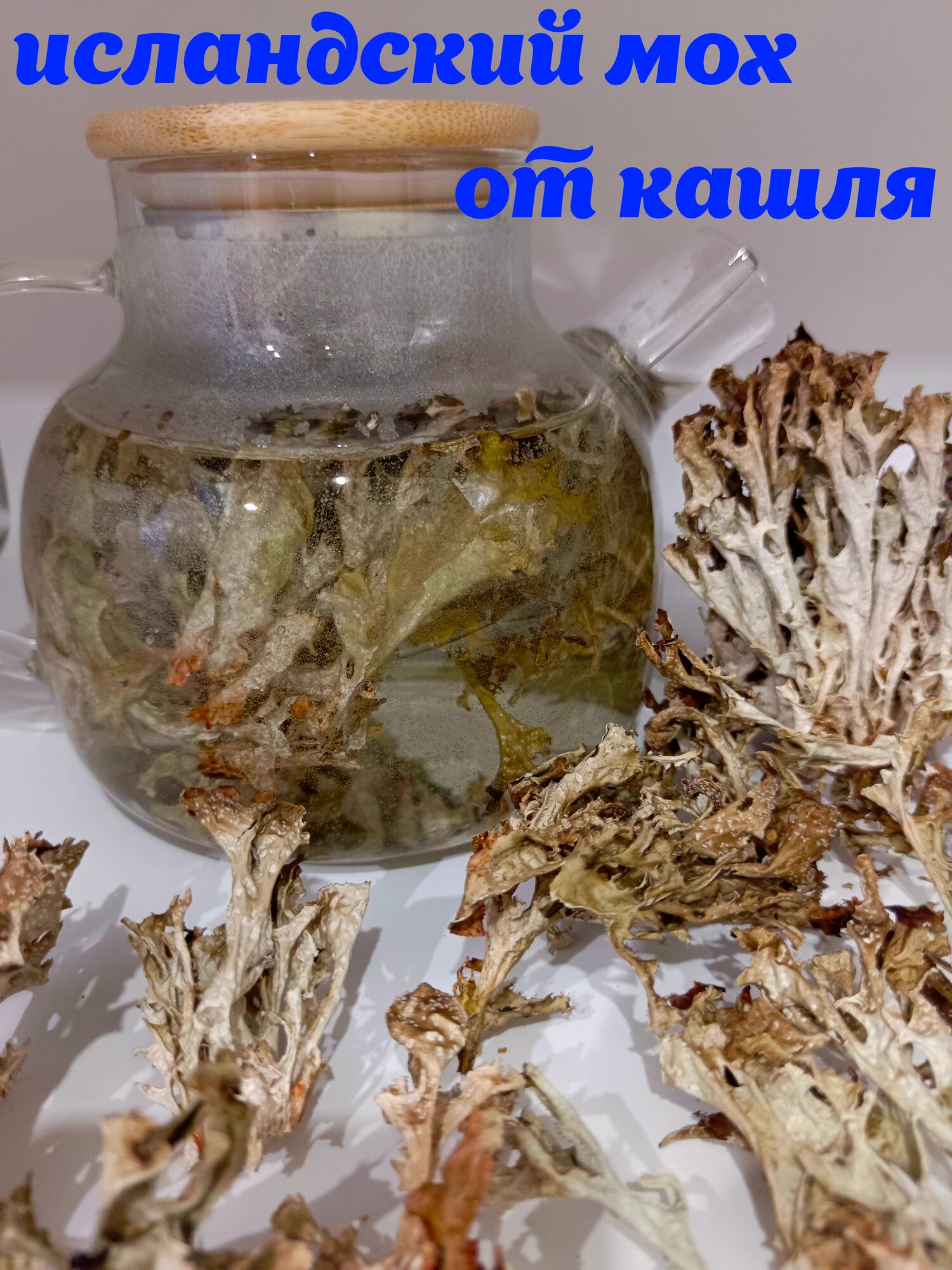 Исландский мох от кашля 100 гр, цетрария исландский мох трава
