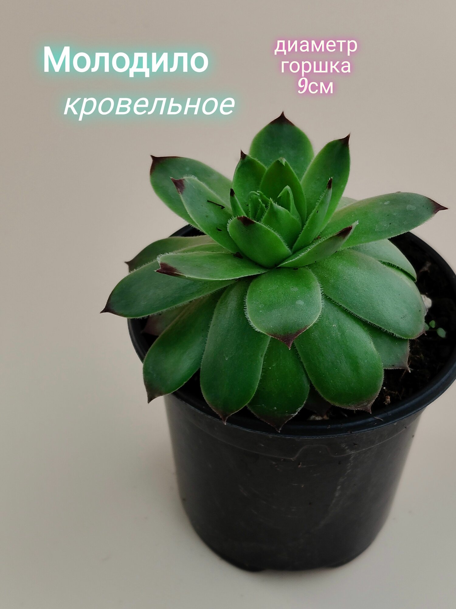 Молодило кровельное (Каменная роза) саженец Многолетник для сада