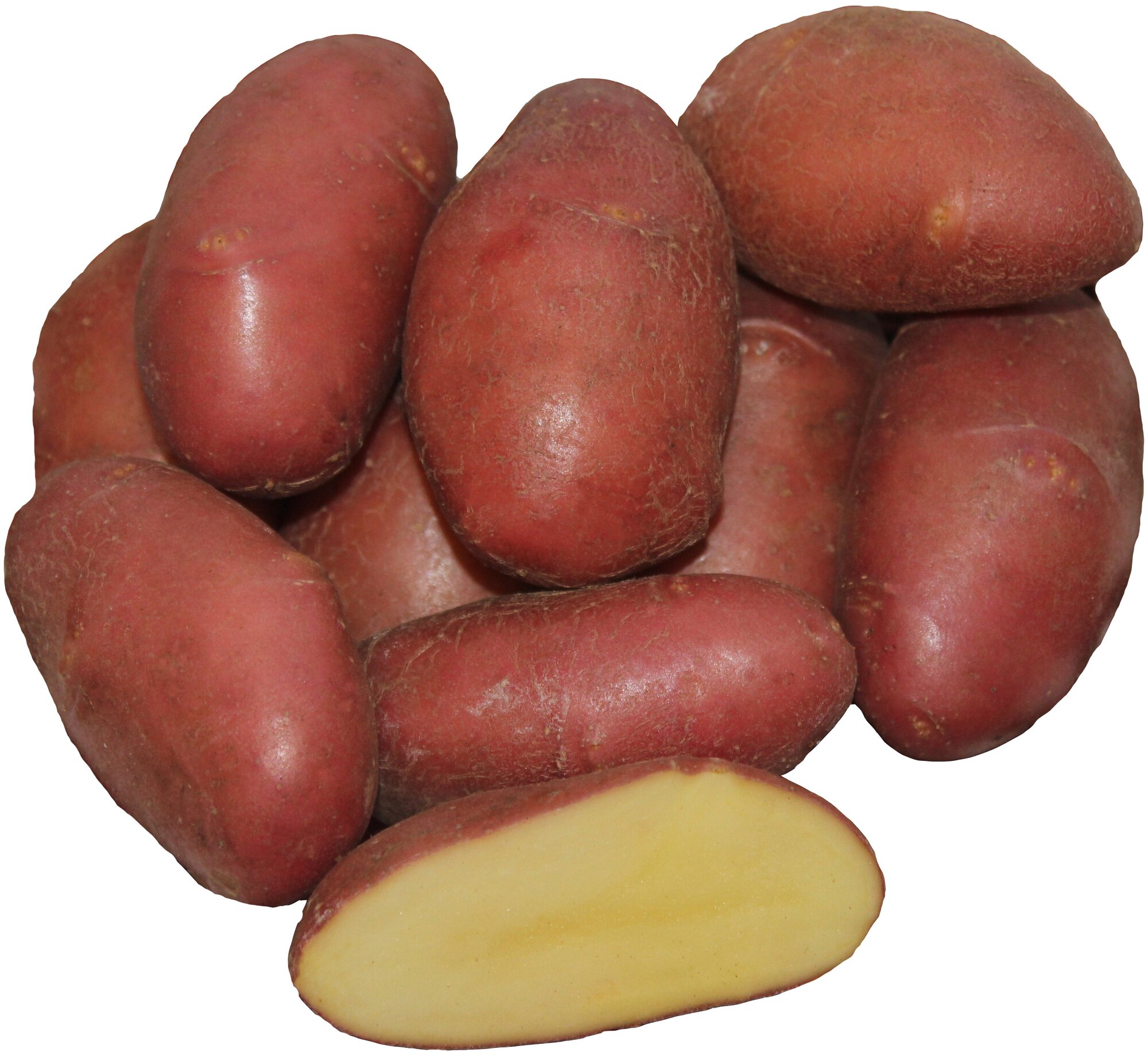 Картофель семенной сорт Ред Скарлетт (суперэлита) (4 кг)