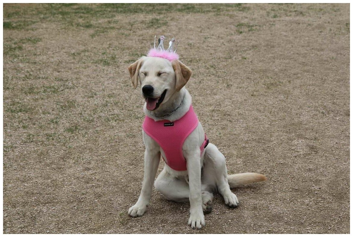 Шлейка для собак Puppia "SOFT VEST", розовая, L (Южная Корея) - фотография № 4